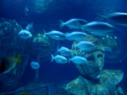 sea_life_val_deurope_atlantis2.jpg